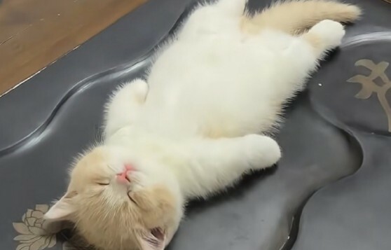 揭秘：小奶猫长大消失的 3 大行为，你发现了吗？ - 语梦星球