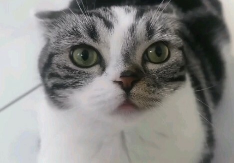 揭秘：小奶猫长大消失的 3 大行为，你发现了吗？