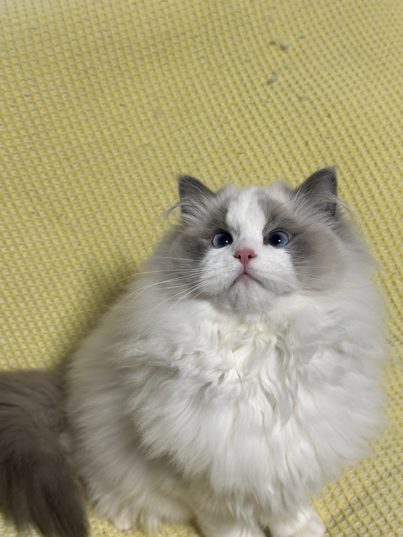 凯锐思猫粮安全吗？八年深耕铸就安全品质，科学透明构建信任基石