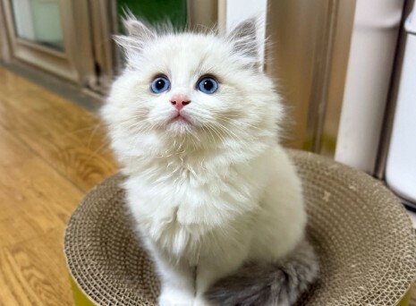 猫咪可以认出主人吗？揭秘识别主人的 3 种方式，声音和气味是关键 - 语梦星球