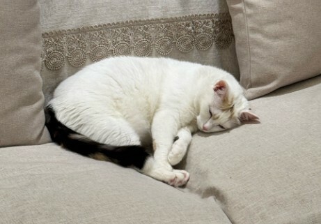 猫咪可以认出主人吗？揭秘识别主人的 3 种方式，声音和气味是关键