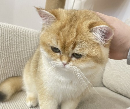 猫咪可以认出主人吗？揭秘识别主人的 3 种方式，声音和气味是关键