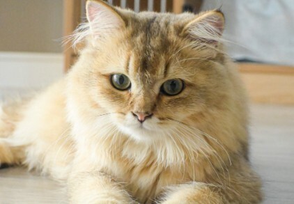 判断猫咪是否真心爱你的表现，看这 6 点就知道它是真爱你还是混饭吃 - 语梦星球