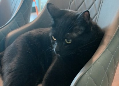 判断猫咪是否真心爱你的表现，看这 6 点就知道它是真爱你还是混饭吃