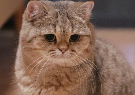 判断猫咪是否真心爱你的表现，看这 6 点就知道它是真爱你还是混饭吃