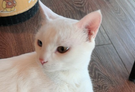 判断猫咪是否真心爱你的表现，看这 6 点就知道它是真爱你还是混饭吃