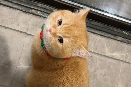 判断猫咪是否真心爱你的表现，看这 6 点就知道它是真爱你还是混饭吃