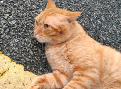 图片[4] - 有这6种表现，说明你家猫主子智商很高！ - 语梦星球