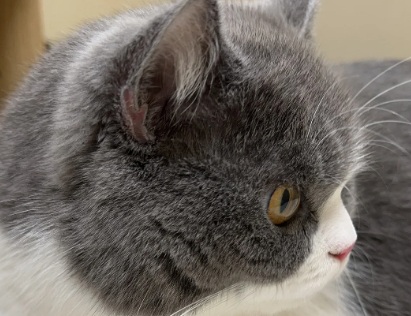 图片[2] - 有这6种表现，说明你家猫主子智商很高！ - 语梦星球