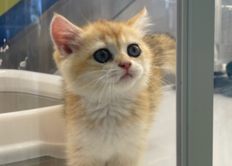 警惕！养猫人最容易得的几种病？快来看看你中招没！ - 语梦星球