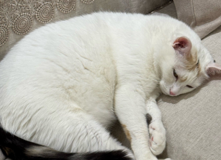 猫咪高智商的表现，你家猫占几个？ - 语梦星球