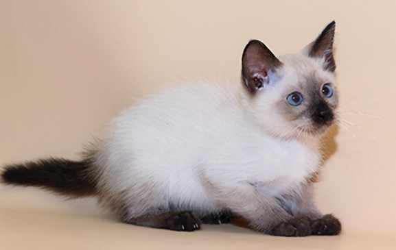 如何教育做错事的猫咪？猫咪训练方法! - 语梦星球