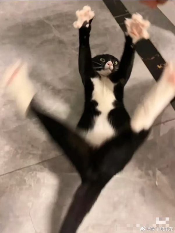 一起左滑看滑稽奶牛四脚朝天吧 “打...打劫～四jio举起来不许动～” - 语梦星球