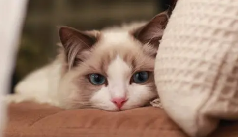 如何教育做错事的猫咪?猫咪训练方法!