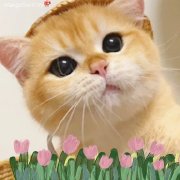 日常吸猫 - 语梦星球