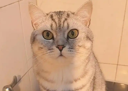 图片[5] - 有这6种表现，说明你家猫主子智商很高！ - 语梦星球