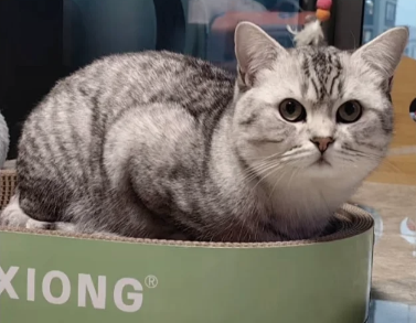 图片[6] - 有这6种表现，说明你家猫主子智商很高！ - 语梦星球