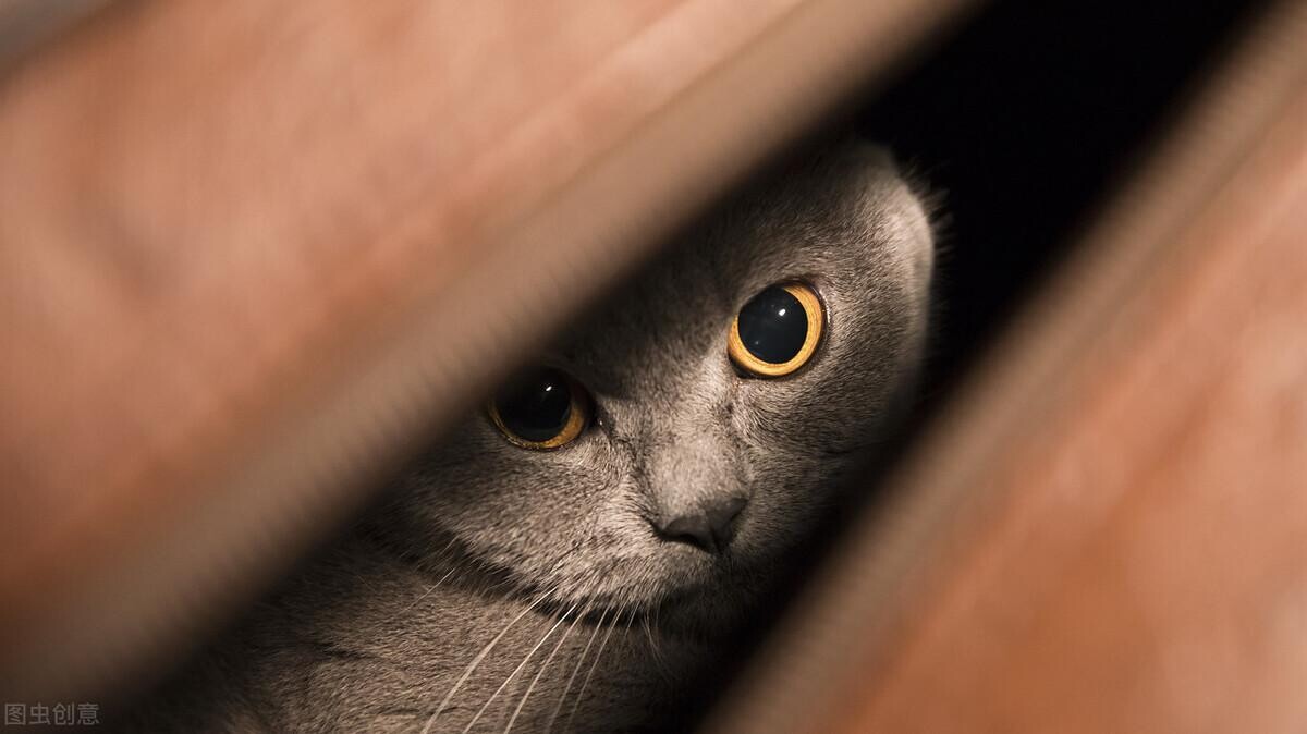 铲屎官的自我修养，关于驱虫的攻略，猫狗通用