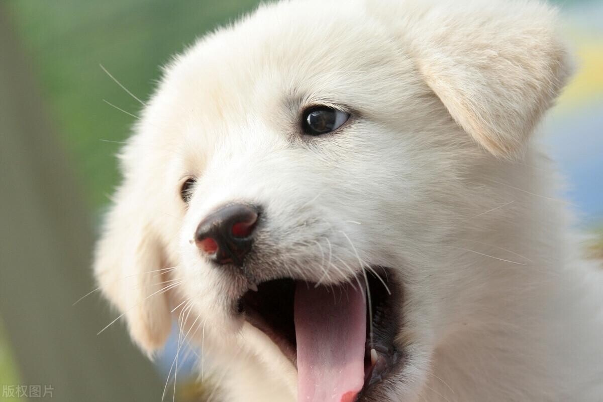 铲屎官的自我修养，关于驱虫的攻略，猫狗通用