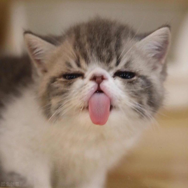 铲屎官的自我修养，关于驱虫的攻略，猫狗通用 - 语梦星球