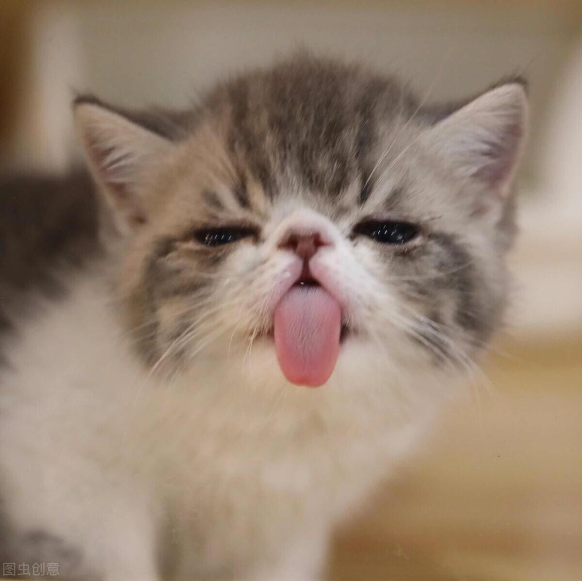 铲屎官的自我修养，关于驱虫的攻略，猫狗通用