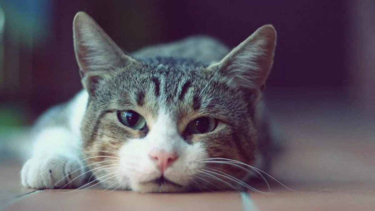 猫中毒后送医院前要做的紧急处理