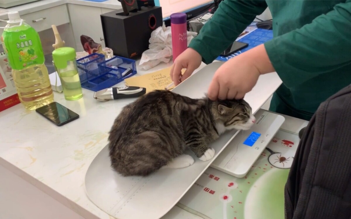 小猫是先驱虫还是先打疫苗？一篇文章全搞懂