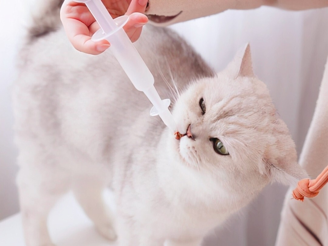 小猫是先驱虫还是先打疫苗？一篇文章全搞懂