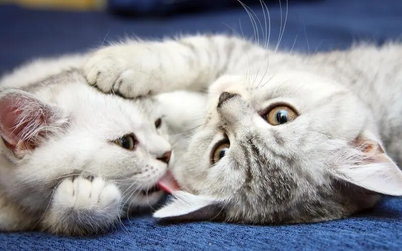 小猫驱虫全攻略：时间、周期与注意事项大揭秘