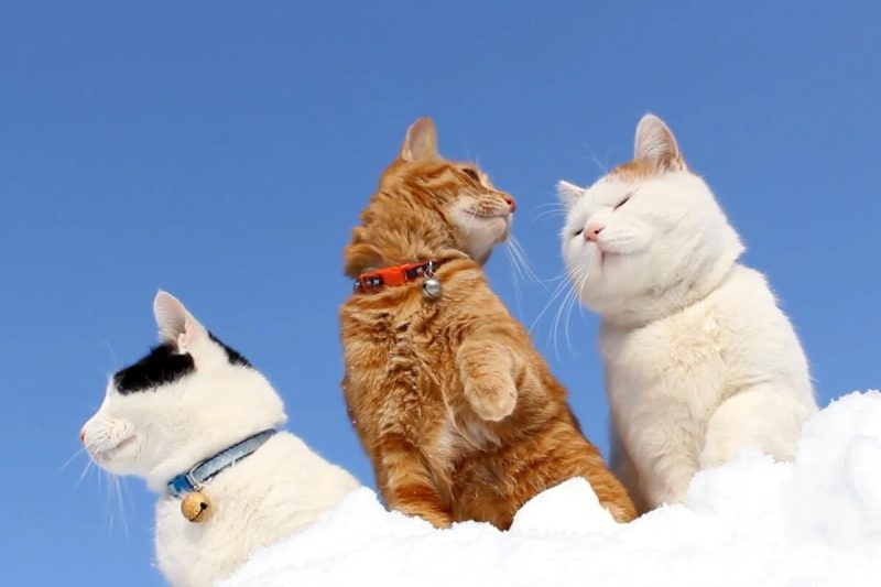 小猫是先驱虫还是先打疫苗？一篇文章全搞懂 - 语梦星球