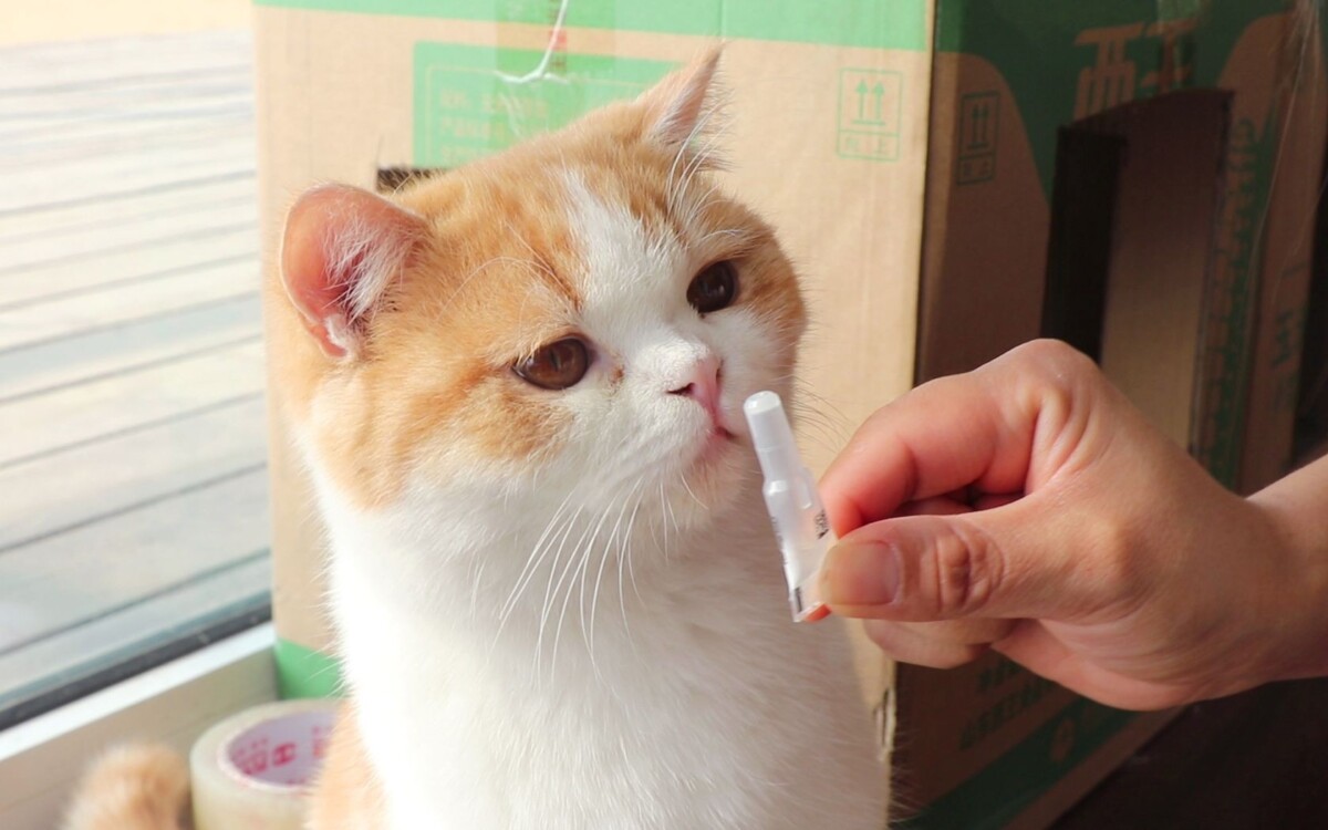 幼猫体外驱虫攻略，5 类驱虫药的选择与用法