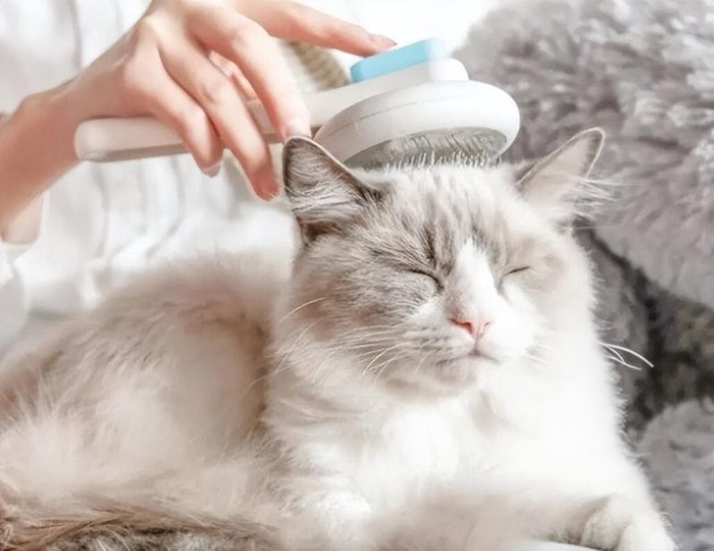 小猫驱虫全攻略：时间、周期与注意事项大揭秘 - 语梦星球