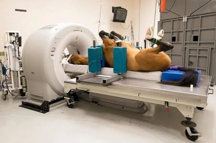 如何快速成为一名合格的宠物医生？ - 语梦星球