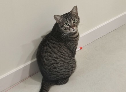 比狗还忠诚的猫：揭秘 5 种最忠心猫咪，一旦认主一生相随！