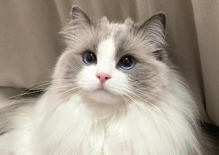 比狗还忠诚的猫：揭秘 5 种最忠心猫咪，一旦认主一生相随！