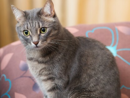 比狗还忠诚的猫：揭秘 5 种最忠心猫咪，一旦认主一生相随！