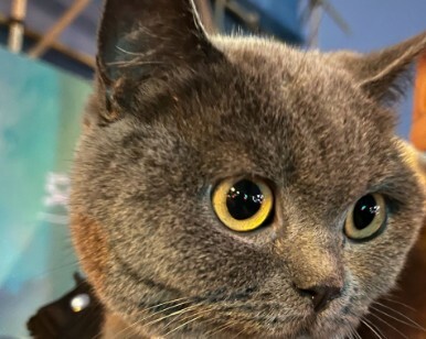 为什么越来越多的人养猫？因为它活成了你想要的样子！