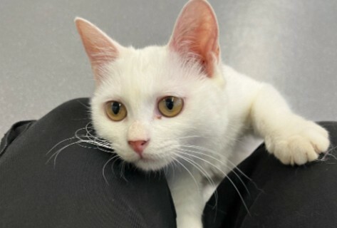 为什么越来越多的人养猫？因为它活成了你想要的样子！