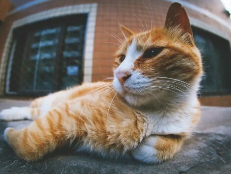 为什么越来越多的人养猫？因为它活成了你想要的样子！