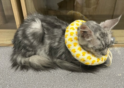 为什么越来越多的人养猫？因为它活成了你想要的样子！