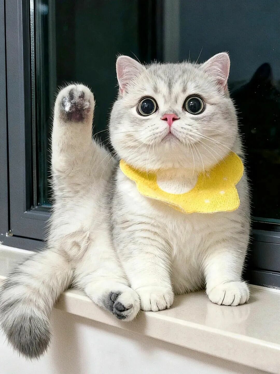 猫咪打呼噜代表什么？揭秘猫打呼噜的四种含义，不只是开心