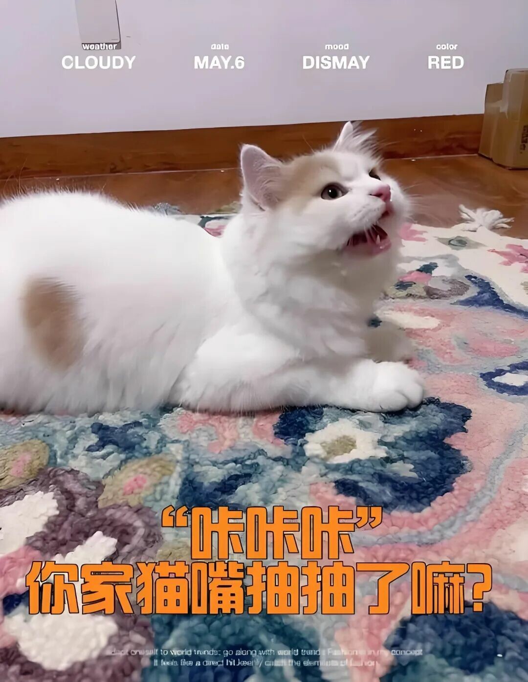 猫咪看见猎物咔咔叫，是兴奋还是不适？解密捕猎本能