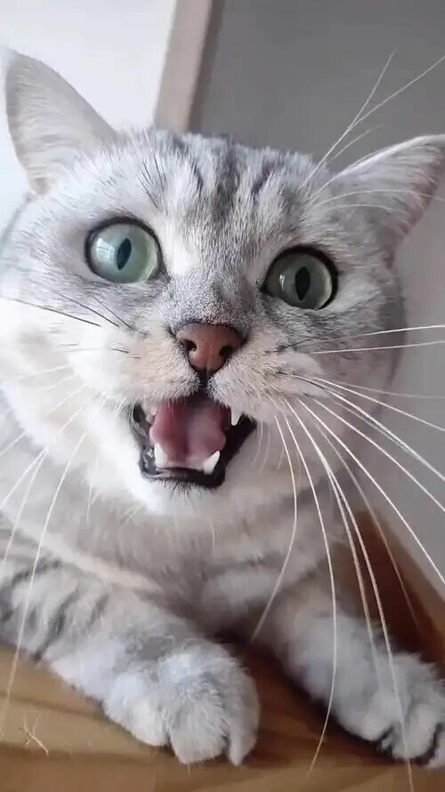 猫咪看见猎物咔咔叫，是兴奋还是不适？解密捕猎本能