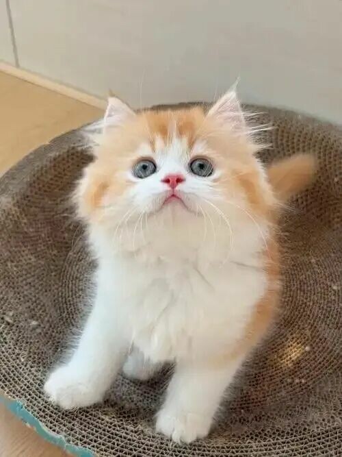 猫咪看见猎物咔咔叫，是兴奋还是不适？解密捕猎本能