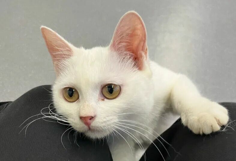 猫咪被打为什么不反抗？揭秘 6 个让人心疼的原因