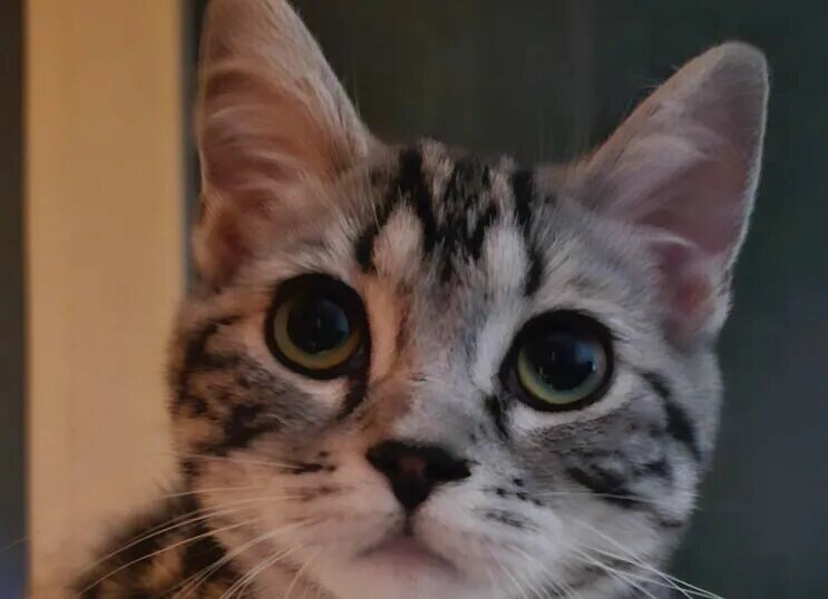 猫咪被打为什么不反抗？揭秘 6 个让人心疼的原因