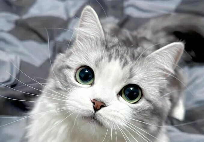 猫咪被打为什么不反抗？揭秘 6 个让人心疼的原因 - 语梦星球