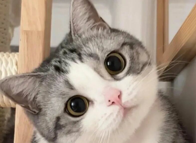 猫咪被打为什么不反抗？揭秘 6 个让人心疼的原因