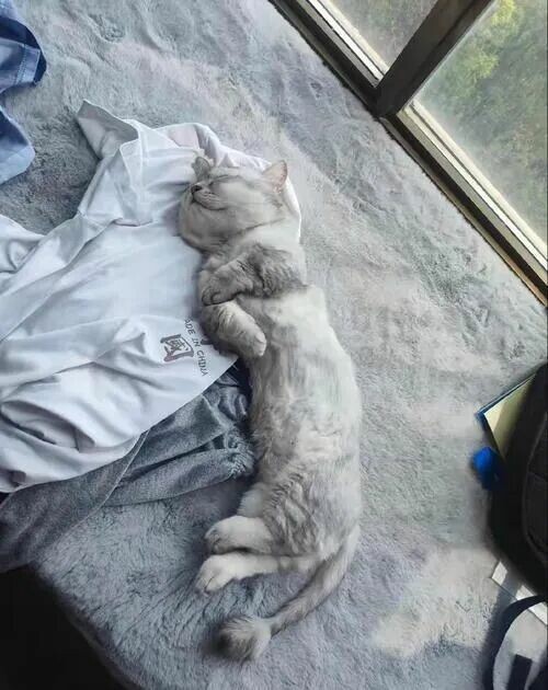 猫咪为什么霸占主人用过的东西？6 个原因超暖心！