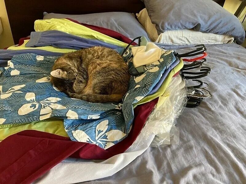 猫咪为什么霸占主人用过的东西？6 个原因超暖心！